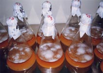 酵母